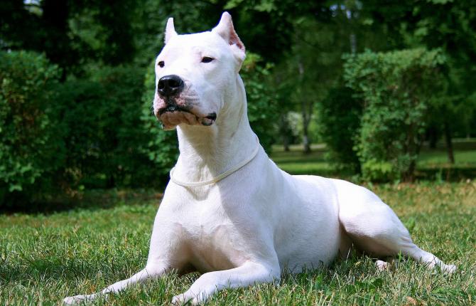 Tragedia nel Catanese, bimbo di un anno sbranato dal suo cane Tragedia nel Catanese, bimbo di un anno sbranato dal suo cane