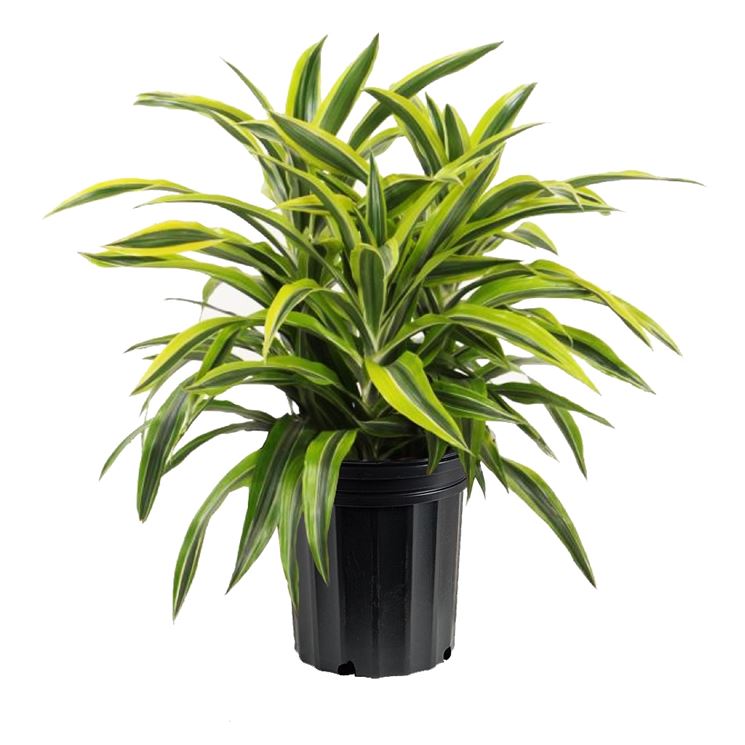 Piante da appartamento poca luce - Dracena
