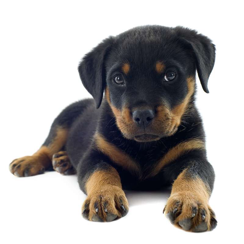 Rottweiler Cane Da Difesa Ma Anche Cucciolo Da Compagnia Lifestarit