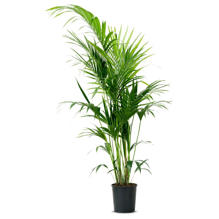 piante da appartamento alte , Kentia