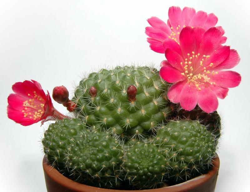 Piante da appartamento grasse, verdi, con fiori: come prendersene cura Piante grasse da appartamento con fiori