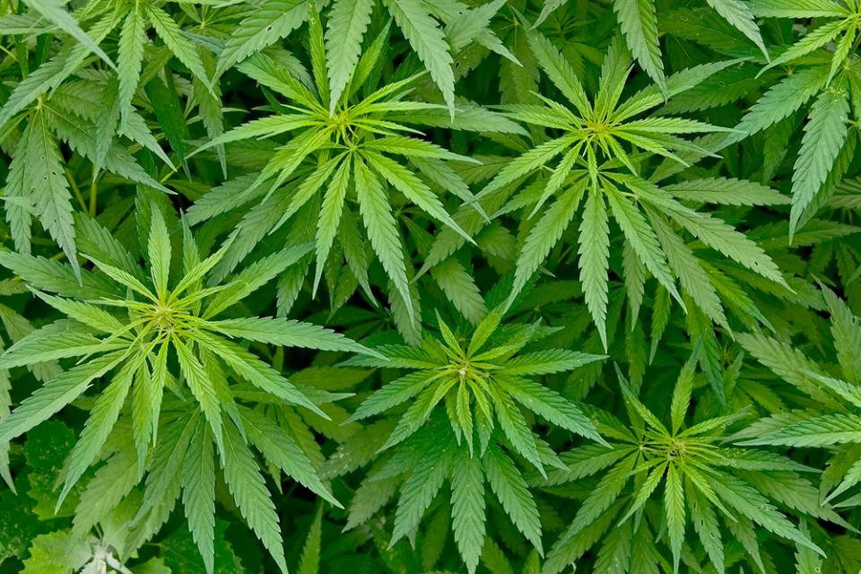Ordinano scatole vuote su Amazon, ricevono 40 kg di marijuana