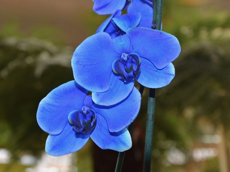 orchidea blu