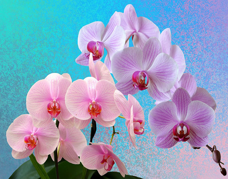 orchidea phalenopsis