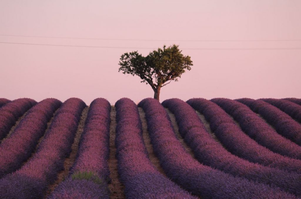 provenza-lavanda