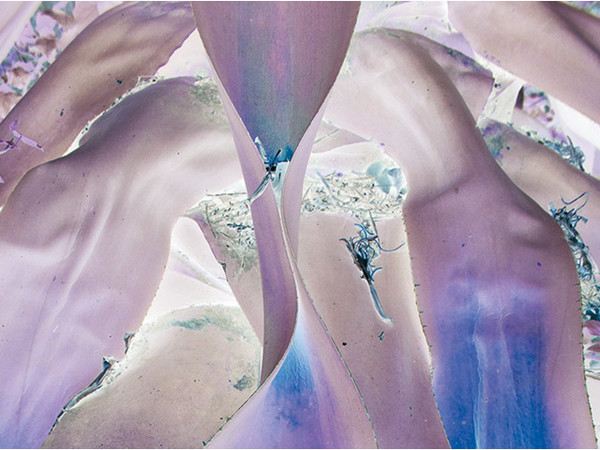 Alter Eva. Natura Potere Corpo mostra Firenze