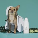 Temellini Dog-à-porter