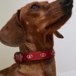 Motivi Pet Collection