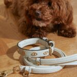 Motivi Pet Collection