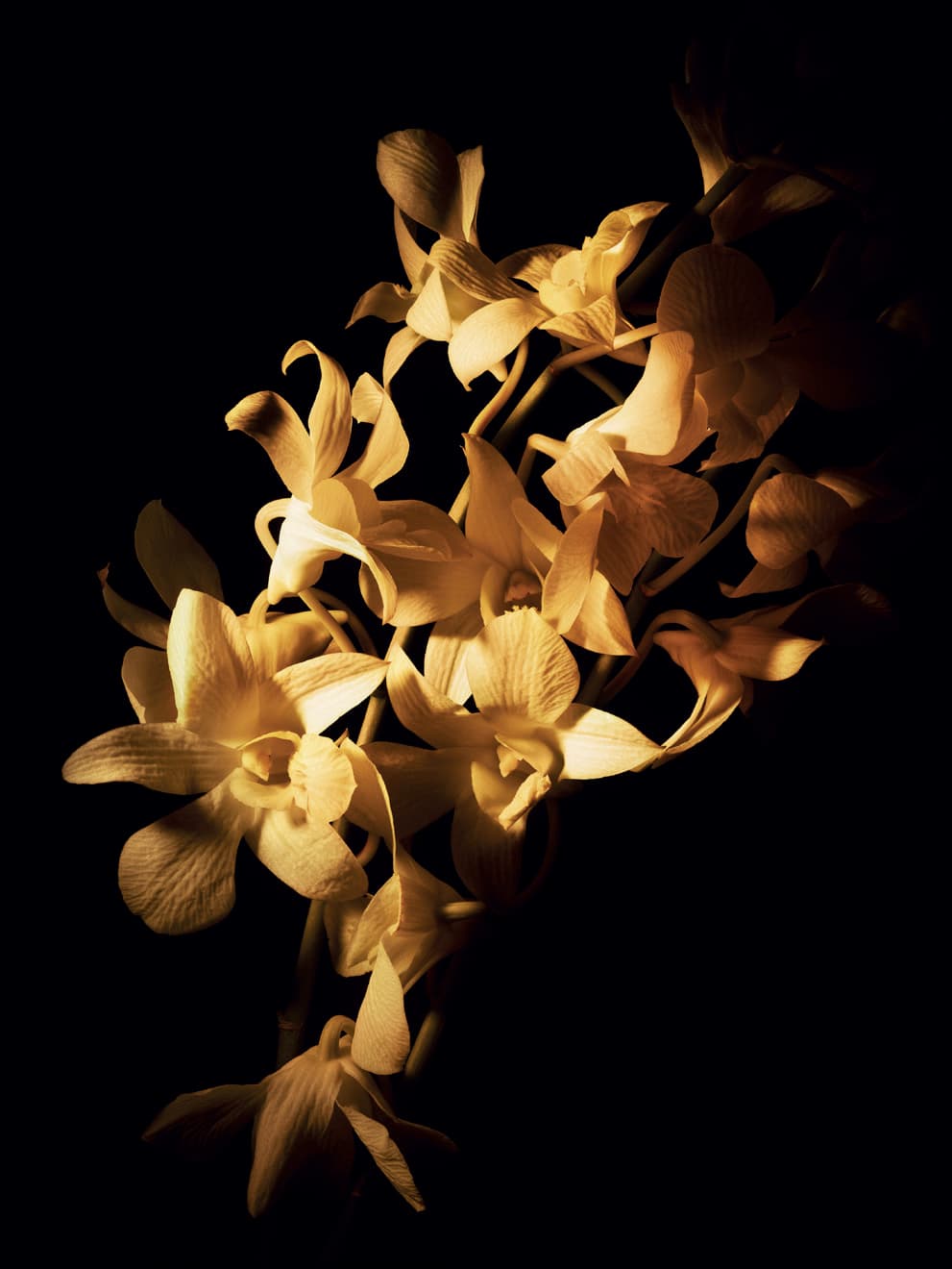 CHANEL - Dossier Sublimage